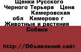 Щенки Русского Черного Терьера › Цена ­ 30 000 - Кемеровская обл., Кемерово г. Животные и растения » Собаки   